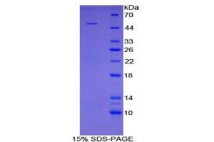 SDS-PAGE analysis of Human Angiopoietin 4 Protein. (Angiopoietin 4 Protein (ANGPT4))