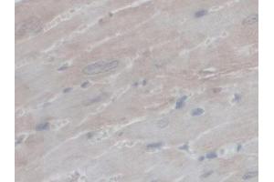 IHC-P analysis of Mouse Heart Tissue, with DAB staining. (PEX1 Antikörper  (AA 172-377))