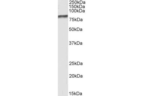 BAG3 Antikörper  (C-Term)