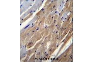 FGF16 Antibody (N-term) (ABIN655807 and ABIN2845234) immunohistochemistry analysis in formalin fixed and paraffin embedded mouse heart tissue followed by peroxidase conjugation of the secondary antibody and DAB staining. (FGF16 Antikörper  (N-Term))