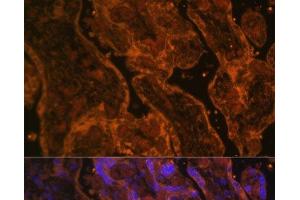Immunofluorescence analysis of Human placenta using CD34 Polyclonal Antibody at dilution of 1:100. (CD34 Antikörper)
