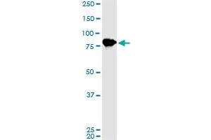 LETM1 monoclonal antibody (M02), clone 2C6. (LETM1 Antikörper  (AA 601-708))