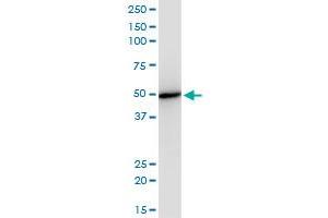 Western Blotting (WB) image for anti-Eukaryotic Translation Initiation Factor 2, Subunit 2 Beta, 38kDa (EIF2S2) (AA 1-100) antibody (ABIN522380)