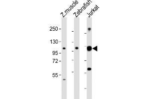 All lanes : Anti-srrt Antibody (C-Term) at 1:2000 dilution Lane 1: Zebrafish muscle lysates Lane 2: Zebrafish lysates Lane 3: Jurkat whole cell lysates Lysates/proteins at 20 μg per lane. (SRRT Antikörper  (AA 733-766))