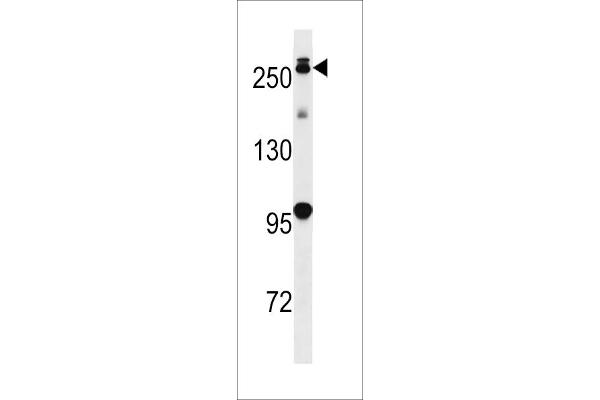 LRRK2 antibody  (AA 930-961)