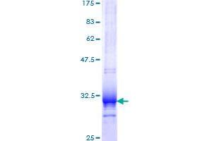 UCP1 Protein (AA 232-267) (GST tag)