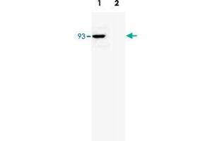Drosophila larva whole cell extract (Lane 1) and drosophila adult whole cell extract (Lane 2) were analysed by Western blot using Rtf1 polyclonal antibody , used at dilution 1 : 1000. (RTF1 Antikörper)
