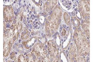 ABIN6272917 at 1/100 staining Mouse kidney tissue by IHC-P. (FKBP10 Antikörper)