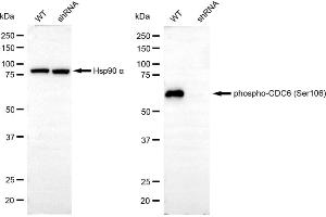 Western blotting analysis using phospho-CDC6 (Ser106) antibody (ABIN7798017). (Rekombinanter CDC6 Antikörper  (pSer106))