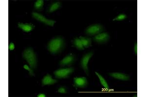 Immunofluorescence (IF) image for anti-NUDC (AA 1-331) antibody (ABIN564676)