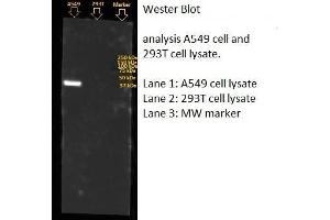 Western Blotting (WB) image for anti-Annexin A1 (ANXA1) (AA 1-346) antibody (ABIN5564951) (Annexin a1 Antikörper  (AA 1-346))