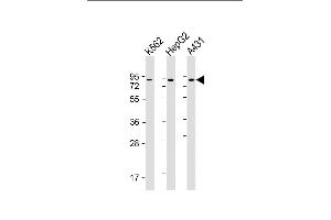 All lanes : Anti-GOLGA5 Antibody at 1:2000 dilution Lane 1: K562 whole cell lysate Lane 2: HepG2 whole cell lysate Lane 3: A431 whole cell lysate Lysates/proteins at 20 μg per lane. (GOLGA5 Antikörper  (AA 1-300))