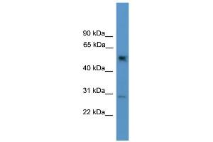 WB Suggested Anti-Ppp2r2c Antibody Titration: 0.