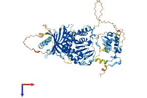 C4ORF23 Protein (AA 1-713) (His tag)
