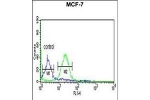 GPHN Antibody (Center) (ABIN653742 and ABIN2843044) flow cytometric analysis of MCF-7 cells (right histogram) compared to a negative control cell (left histogram). (Gephyrin Antikörper  (AA 437-466))