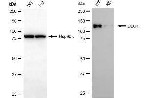 Western blotting analysis using DLG1 antibody (ABIN7798354). (Rekombinanter DLG1 Antikörper)