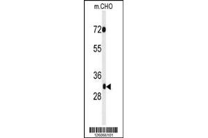 Western blot analysis of PHF13 Antibody in CHO cell line lysates (35ug/lane). (PHF13 Antikörper  (C-Term))