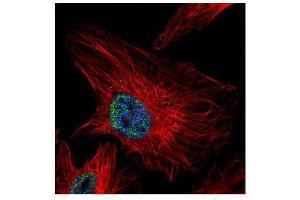 ICC/IF Image Confocal immunofluorescence analysis (Olympus FV10i) of paraformaldehyde-fixed HeLa, using UHRF1, antibody (Green) at 1:500 dilution. (UHRF1 Antikörper)