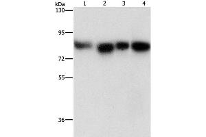Western Blot analysis of Hela, 231, hepG2 and Raji cell using MAD1L1 Polyclonal Antibody at dilution of 1:500 (MAD1L1 Antikörper)