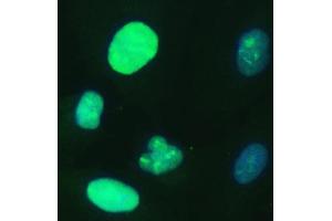 IF analysis of UBE2S using anti-UBE2S antibody (ABIN7602116). (UBE2S Antikörper  (AA 6-155))