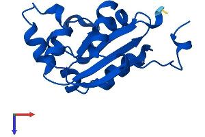 NME2 Protein (AA 1-152) (His tag)