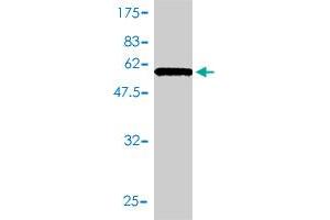 Western Blotting (WB) image for anti-Heme Oxygenase (Decycling) 2 (HMOX2) (AA 1-316) antibody (ABIN561297)
