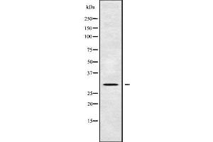 Western blot analysis of AQP8 using 293 whole cell lysates (Aquaporin 8 Antikörper  (N-Term))