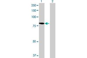 Western Blot analysis of KIAA1841 expression in transfected 293T cell line by KIAA1841 MaxPab polyclonal antibody. (KIAA1841 Antikörper  (AA 1-707))