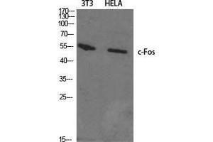 Western Blot (WB) analysis of specific cells using c-Fos Polyclonal Antibody.