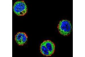 Immunofluorescence (IF) image for anti-Nuclear Factor of kappa Light Polypeptide Gene Enhancer in B-Cells Inhibitor-Like 1 (NFKBIL1) (AA 334-364), (C-Term) antibody (ABIN953696)