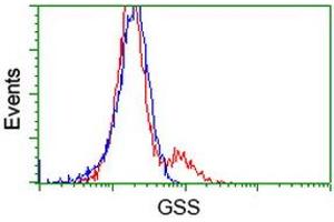 HEK293T cells transfected with either RC203174 overexpress plasmid (Red) or empty vector control plasmid (Blue) were immunostained by anti-GSS antibody (ABIN2453904), and then analyzed by flow cytometry. (Glutathione Synthetase Antikörper)