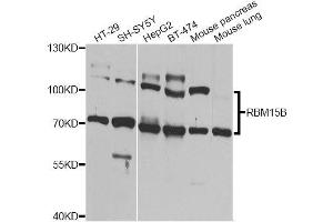 Western blot analysis of extracts of various cell lines, using RBM15B Antibody (ABIN6003605) at 1/1000 dilution. (RBM15B Antikörper)
