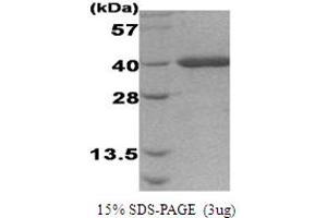 SDS-PAGE (SDS) image for Activator of HSP90 ATPase Activity 1 (AHSA1) (AA 272-627) protein (ABIN666690) (AHSA1 Protein (AA 272-627))