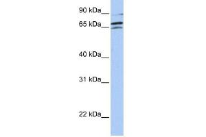 ARAF antibody used at 1 ug/ml to detect target protein. (ARAF Antikörper  (Middle Region))
