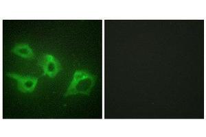 Immunofluorescence (IF) image for anti-Casein Kinase 1, alpha 1 (CSNK1A1) (Internal Region) antibody (ABIN6299683) (CSNK1A1 Antikörper  (Internal Region))