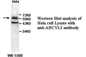Image no. 1 for anti-Adenosylhomocysteinase-Like 1 (AHCYL1) (C-Term) antibody (ABIN791073) (AHCYL1 Antikörper  (C-Term))