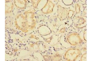 Immunohistochemistry of paraffin-embedded human kidney tissue using ABIN7151160 at dilution of 1:100 (RNF181 Antikörper  (AA 2-153))