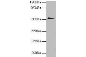 Western blot All lanes: Chrna1 antibody at 2 μg/mL + Hela whole lysate Secondary Goat polyclonal to rabbit IgG at 1/10000 dilution Predicted band size: 52 kDa Observed band size: 52 kDa (CHRNA1 Antikörper  (AA 21-230))
