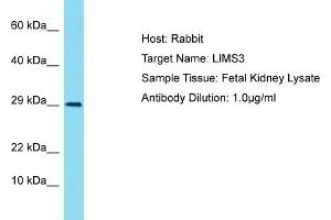 Host: Rabbit Target Name: LIMS4 Sample Tissue: Human Fetal Kidney Antibody Dilution: 1ug/ml (LIMS3 Antikörper  (N-Term))
