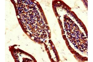 Immunohistochemistry of paraffin-embedded human small intestine tissue using ABIN7158464 at dilution of 1:100 (REG1A Antikörper  (AA 23-166))