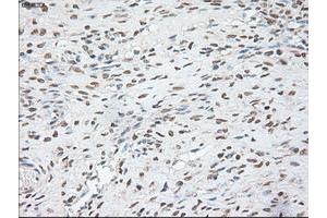 Immunohistochemistry (IHC) image for anti-POU Class 5 Homeobox 1 (POU5F1) antibody (ABIN1500354) (OCT4 Antikörper)