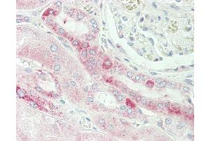 Anti-TMEM214 / FLJ20254 antibody IHC staining of human kidney. (TMEM214 Antikörper  (AA 38-66))