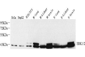 Western Blot analysis of various samples using ERK1/2 Monoclonal Antibody at dilution of 1:1000. (ERK1/2 Antikörper)