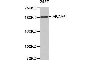 Western Blotting (WB) image for anti-ATP-Binding Cassette, Sub-Family A (ABC1), Member 6 (ABCA6) antibody (ABIN1870712)