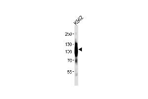 Western blot analysis of lysates from K562 cell line ,using mGluR6 Antibody (ABIN483908 and ABIN1533291). (Metabotropic Glutamate Receptor 6 Antikörper)