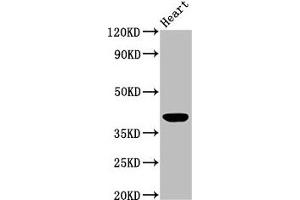 Western Blot Positive WB detected in: Mouse heart tissue All lanes: LGALS9 antibody at 3 μg/mL Secondary Goat polyclonal to rabbit IgG at 1/50000 dilution Predicted band size: 40, 36, 35, 27, 26, 39 kDa Observed band size: 40 kDa