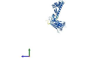 AlphaFold protein structure predicition of Human Recombinant TRAF4 Protein, UniprotID Q9BUZ4 (TRAF4 Protein (AA 1-470) (His tag))