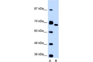 Western Blotting (WB) image for anti-Fibronectin 1 (FN1) antibody (ABIN2462421) (Fibronectin 1 Antikörper)
