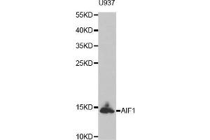 Western blot analysis of extracts of U937 cell line, using AIF1 antibody. (Iba1 Antikörper)