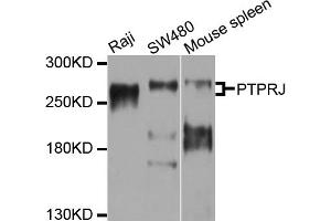 Western blot analysis of extracts of various cell lines, using PTPRJ antibody (ABIN4904910) at 1:1000 dilution.